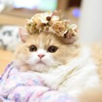 遊ぶ時は全力にゃん