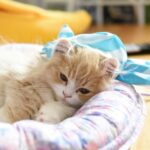 パパは完全なる犬派！