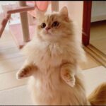 ママが可愛すぎるにゃ