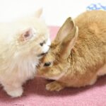 まだ若いにゃん。