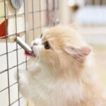 ぽんぽん痛いにゃん