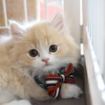 はじまるにゃん。