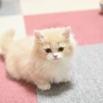 奇跡なのか運命なのか！