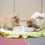 忘れてたわけじゃないんだ。