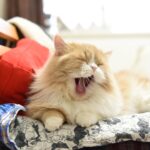 ママ、始動。