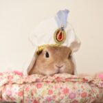 これからにゃのに。