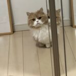 置いていかれたのかな？