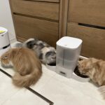 カリカリ待ちにゃ。