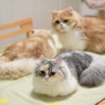 母性強めなくるみとぼく。
