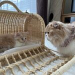 僕の妹，紹介するね。