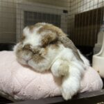 15歳も夢じゃないはず。