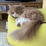 テレビを見るなら！