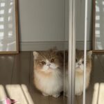 ママ，喜ばせる天才