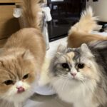 ぼくの知ってるしゃしゃみじゃない！