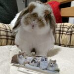 ペラペラじゃん