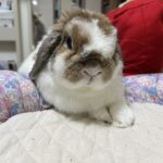 おぅちゃんの瞳