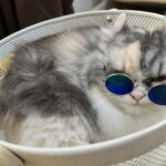 真っ青だよ、ママ