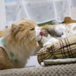 ぼくのできること見つけた！