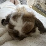眼振って厄介な病。