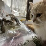 猫も好きな香！