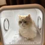 半年の汚れを落とすにゃ🐱