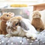 逢いたかったにゃ。