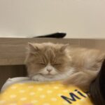 ぼくの出番にゃ