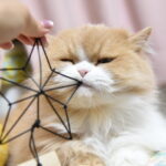 モフチャージ