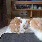 わかってるにゃ🐈