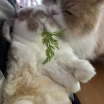 お手柄!