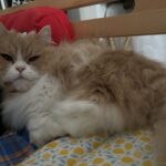 猫は気まぐれ！